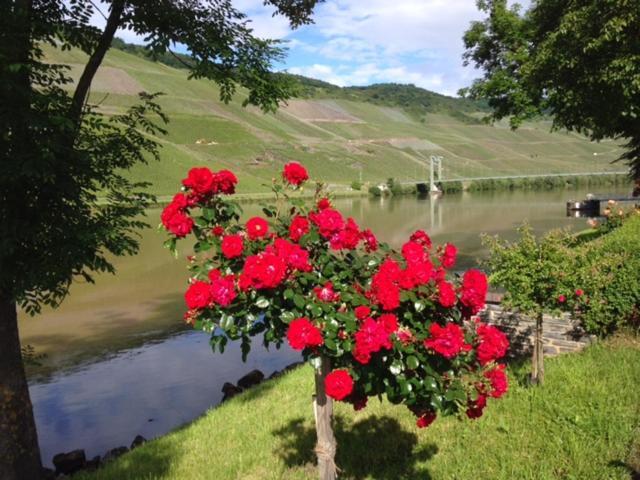 Hotel Ferien-Wein-Gut Keifer Bernkastel-Kues Zewnętrze zdjęcie